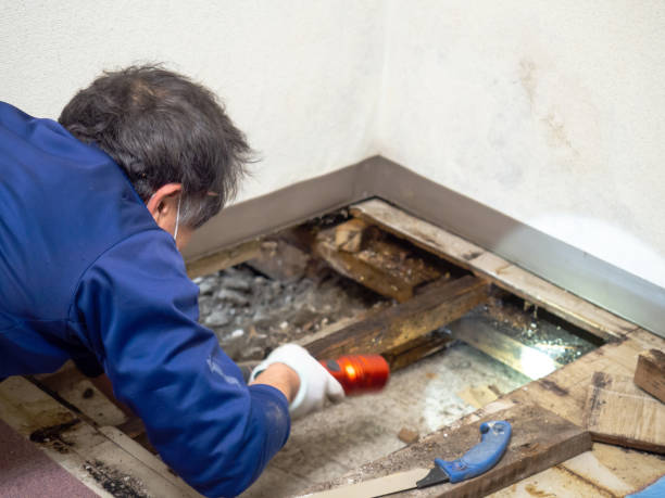 Best Toxic Mold Removal  in Havelock, NC