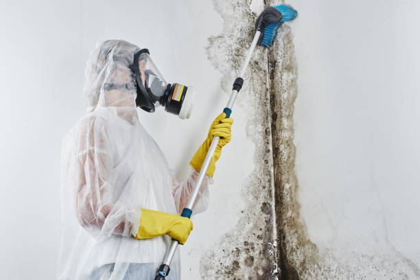 Best Residential Mold Removal  in Havelock, NC