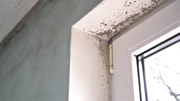 Certified Mold Removal in Havelock, NC