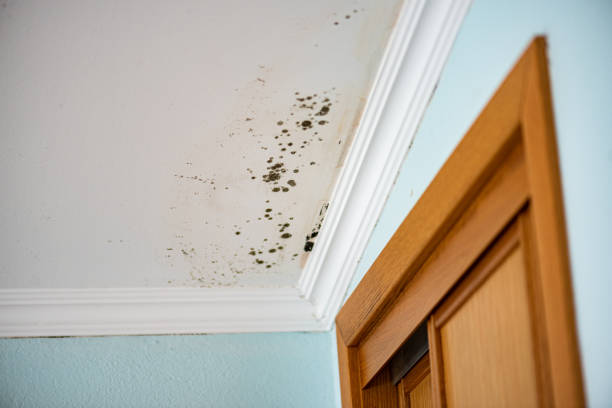 Trusted Havelock, NC Mold Removal Experts