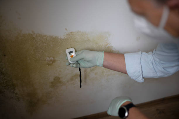 Best Mold Damage Repair  in Havelock, NC