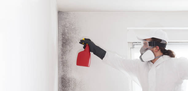 Best Commercial Mold Removal  in Havelock, NC