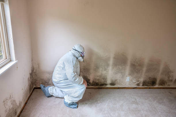 Attic Mold Removal in Havelock, NC