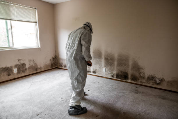 Mold Testing and Removal in Havelock, NC