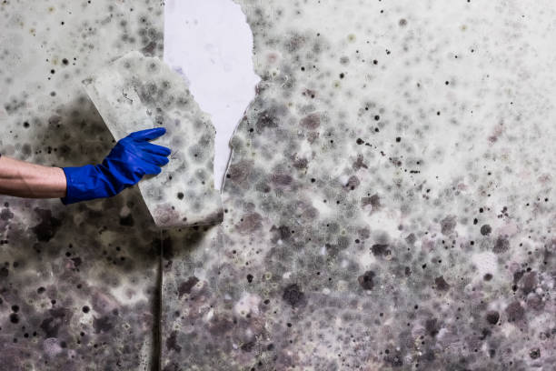 Best Mold Remediation  in Havelock, NC